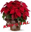 Christmas Flower - Krystal