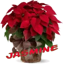 Christmas Flower - Jasmine