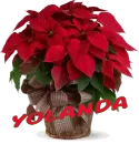 Christmas Flower - Yolanda