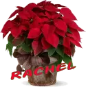 Christmas Flower - Rachel