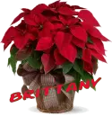 Christmas Flower - Brittany