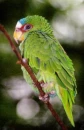 cute parrot