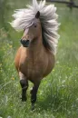Fjord Horse
