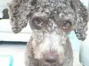 A Sort Clip On Dogs