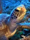 sea turtle