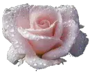 pink dewdrop rose