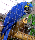 Blue parrot