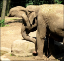Elephante