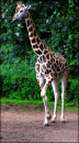 Giraffe