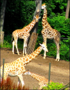 Giraffes