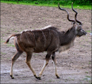 Deer a like animal