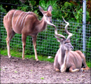 Deer a like animals