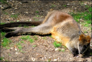 Kangaroo