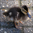 Little duck
