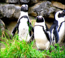 Penguins