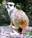 Meerkat