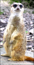 Meerkat