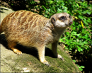 Meerkat