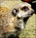 Meerkat