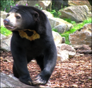 Weird bear