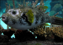 Ugly fish