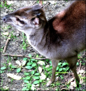 Weird animal