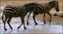 Zebras