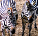 Zebras