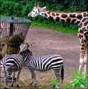 Zoo
