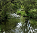 Trees and water