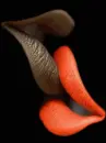 kissing lips