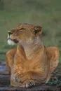 beauteful lioness