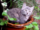 Cat in plantpot