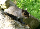 Squirrle