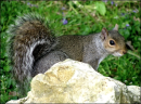 Squirrle
