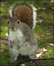 Squirrle