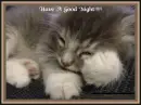 Kitten sleeping