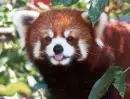 red panda