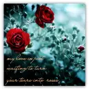 Tears into roses 
