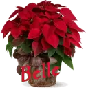 Christmas Flower - Belle