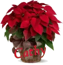 Christmas Flower, Cathy
