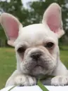 cute puppy