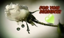 white rose