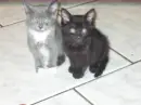 kitty