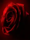 red glitter rose  on black