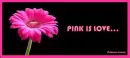 PINK IS LOVE