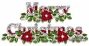 Merry Christmas -red poinsettia