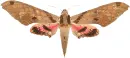 moth, moths