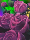 purple roses