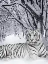 snow tiger